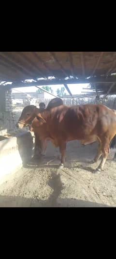 Brahman
