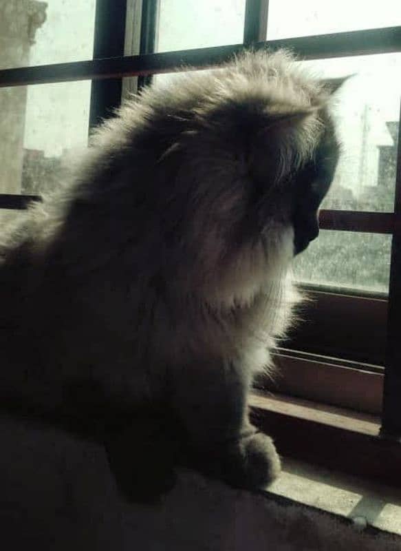 Friendly cat   for sale ha 0
