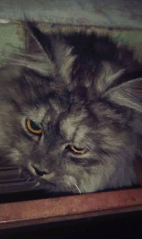 Friendly cat   for sale ha 1