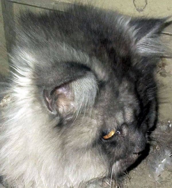Friendly cat   for sale ha 2