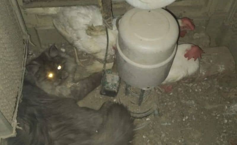 Friendly cat   for sale ha 3