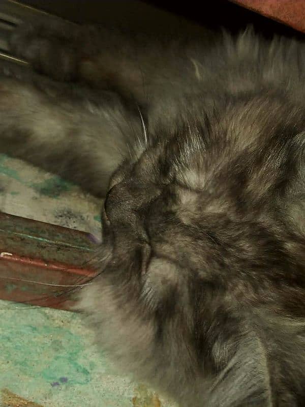 Friendly cat   for sale ha 4