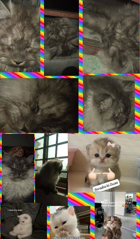 Friendly cat   for sale ha 5