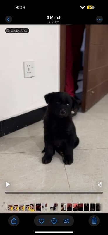 American Labrador Puppy (vaccine hoye hui hai) 0