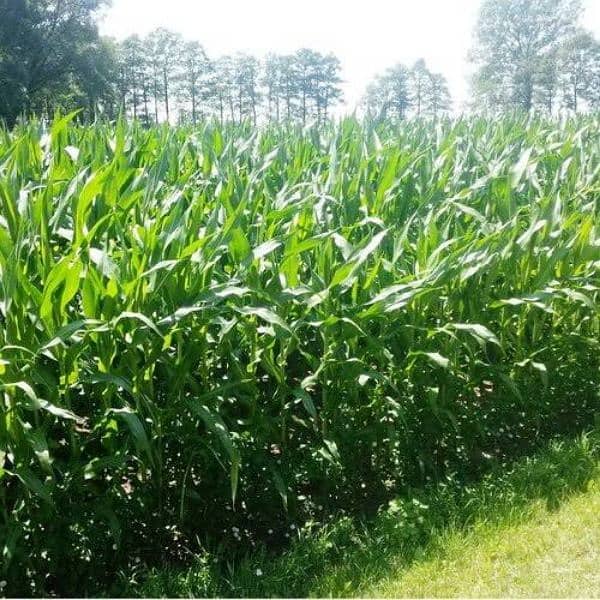 400 Acre High-quality Makai for sale 0