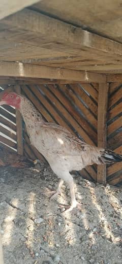 murghe for sale