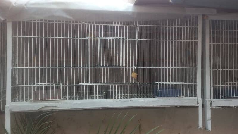 latino pasnata red eyes breeded pair 0