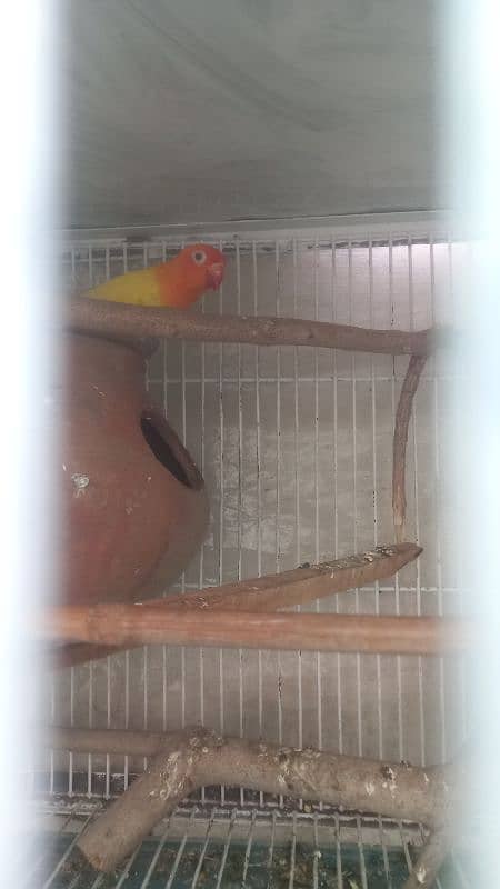 latino pasnata red eyes breeded pair 1