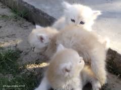 Persian Kittens are for sale