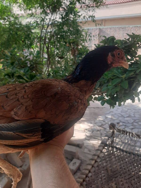 aseel female with 4 chicks 6 months old 0