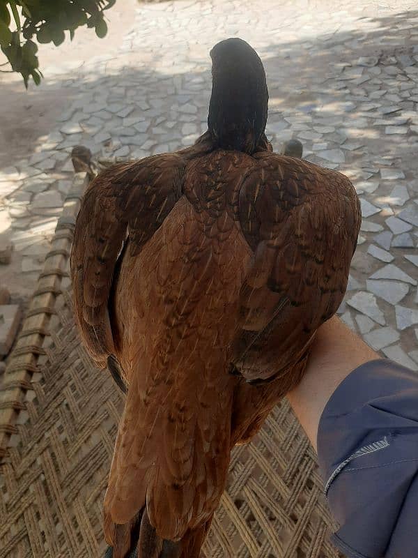 aseel female with 4 chicks 6 months old 1