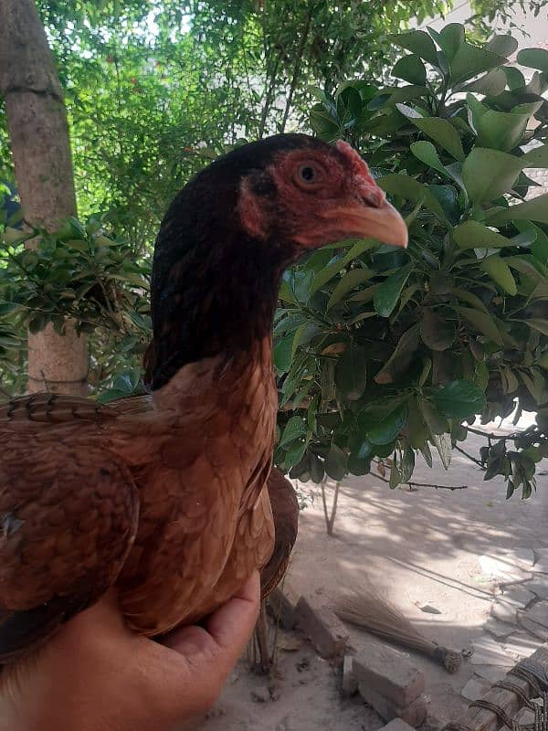 aseel female with 4 chicks 6 months old 2