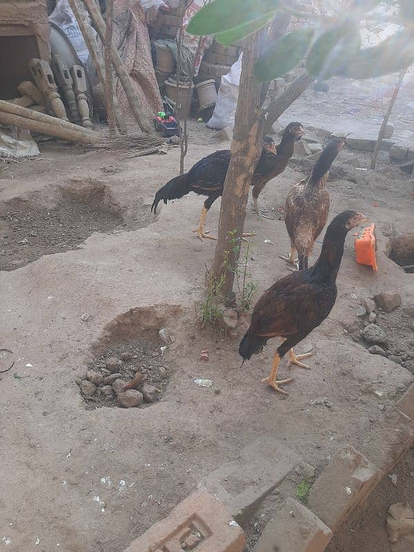 aseel female with 4 chicks 6 months old 3