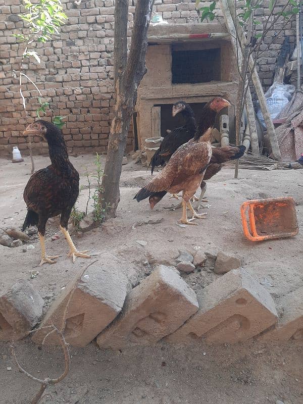 aseel female with 4 chicks 6 months old 4