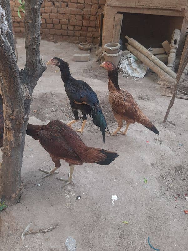 aseel female with 4 chicks 6 months old 6