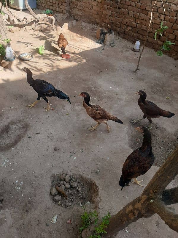 aseel female with 4 chicks 6 months old 7