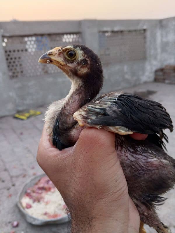 Main wale chicks 10 0