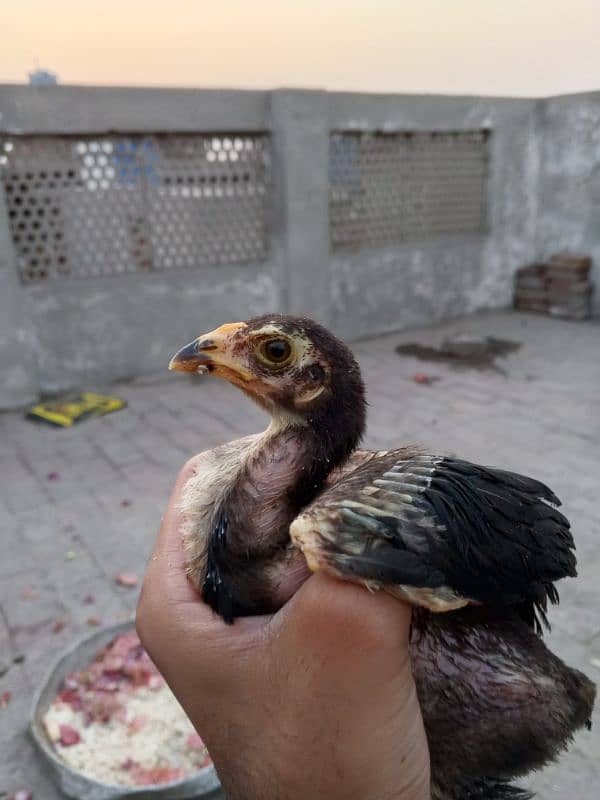 Main wale chicks 10 3