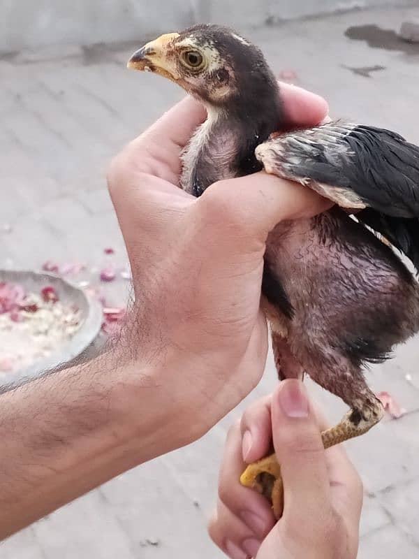 Main wale chicks 10 5