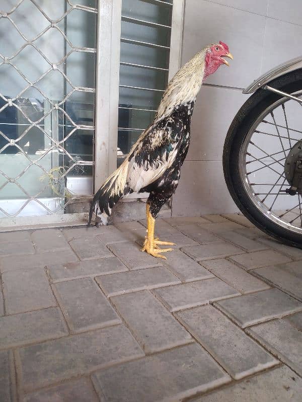 Aseel murga  / Lakha Aseel / Hen / Breaded Aseel 0