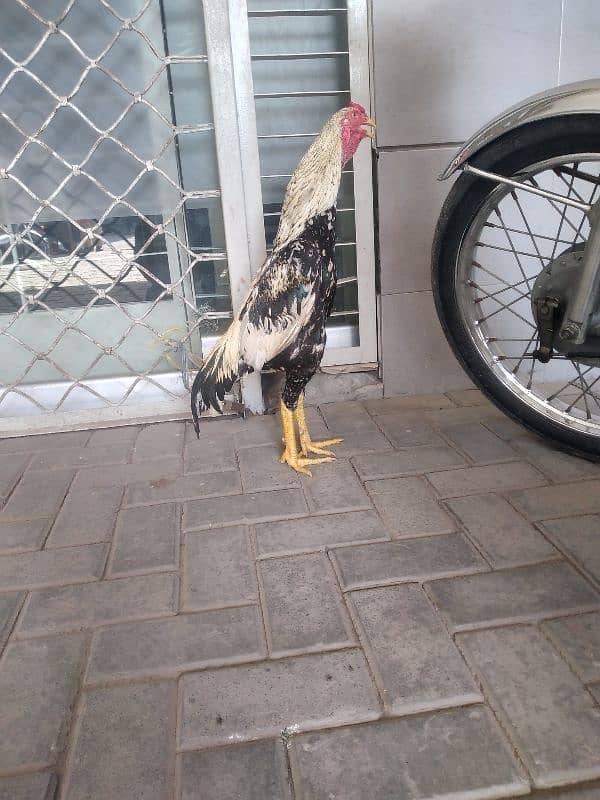Aseel murga  / Lakha Aseel / Hen / Breaded Aseel 1