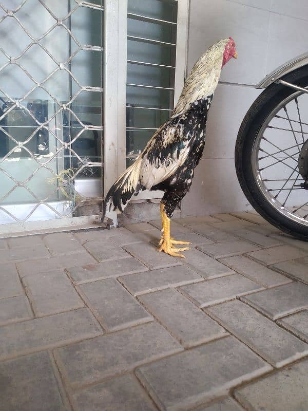 Aseel murga  / Lakha Aseel / Hen / Breaded Aseel 2