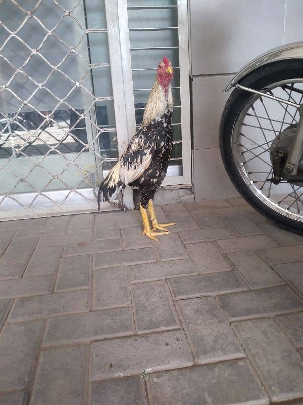 Aseel murga  / Lakha Aseel / Hen / Breaded Aseel 3