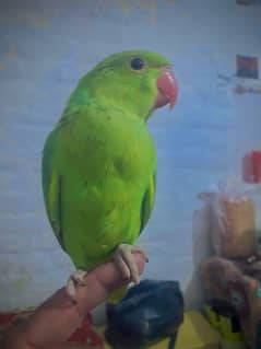 Green Parrots Pair