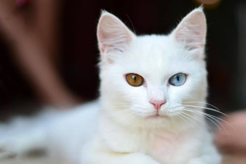 dual eyes  Turkish angora 0