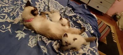 2 month Siamese kittens available