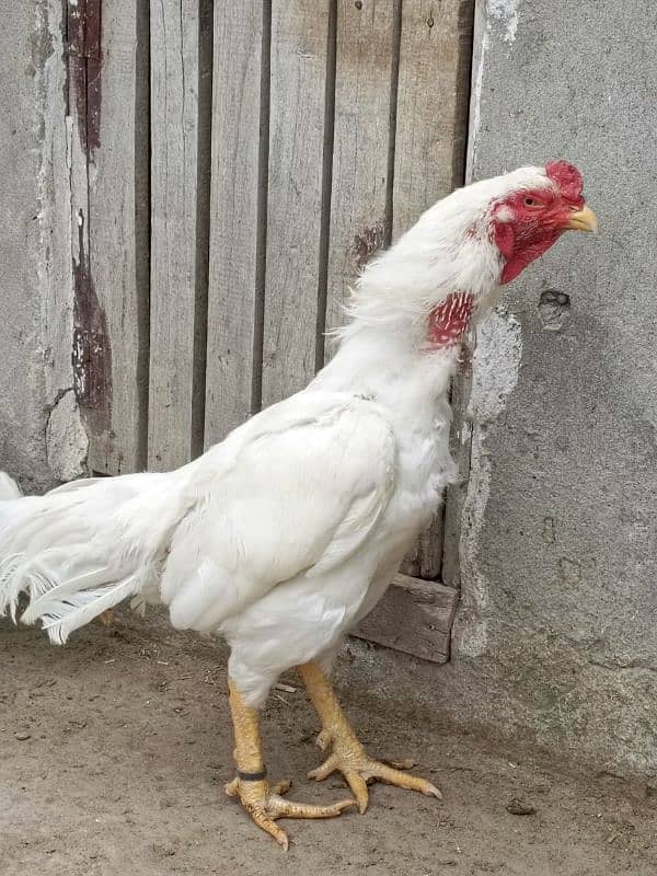 Paper white heera aseel breader for sell 0
