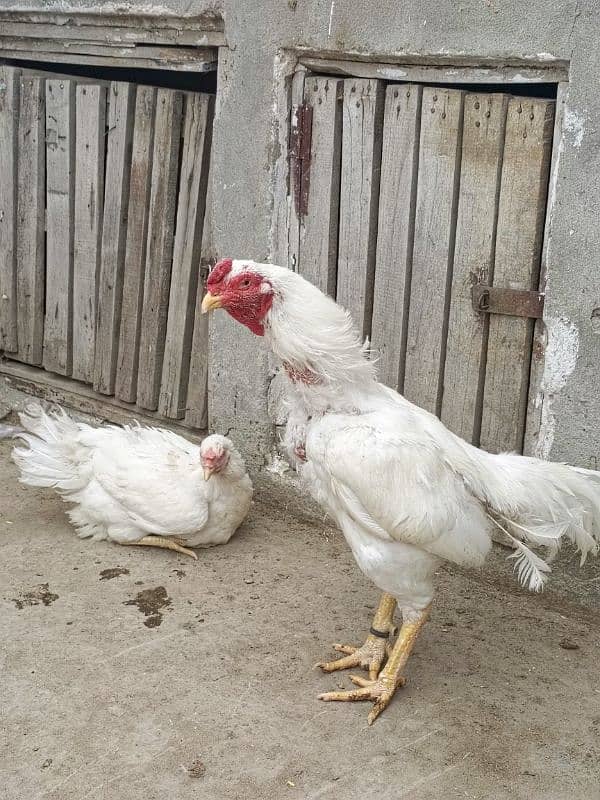Paper white heera aseel breader for sell 1