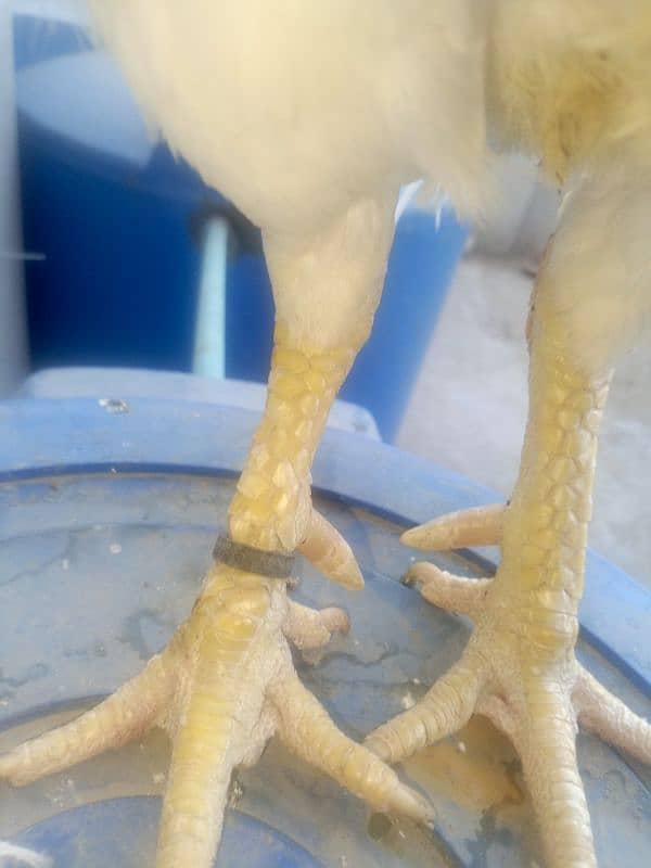 Paper white heera aseel breader for sell 2