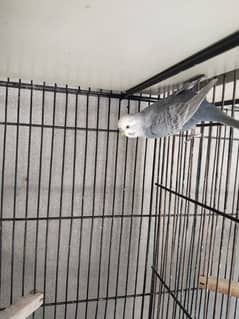 budgies adult pair