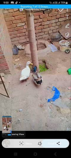 duck