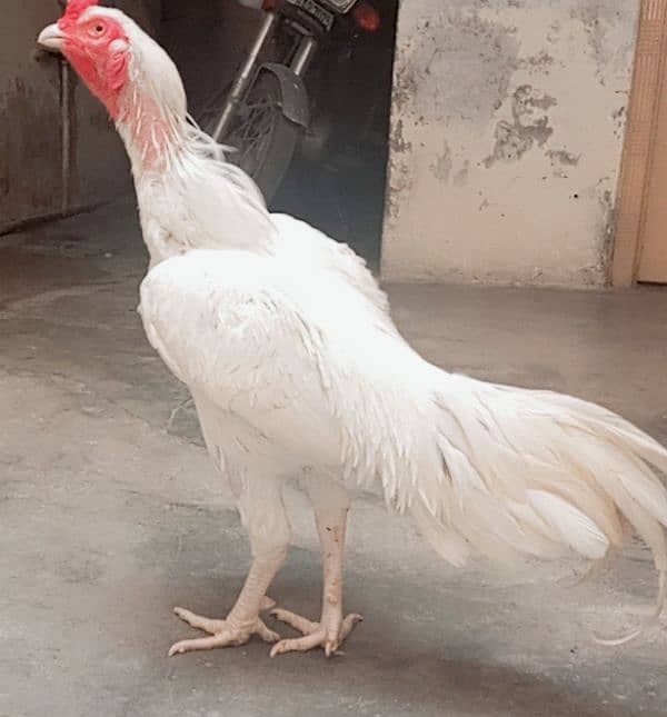 Paper white Heera Aseel 0