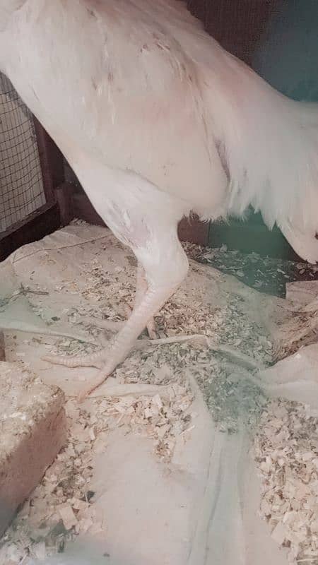 Paper white Heera Aseel 2