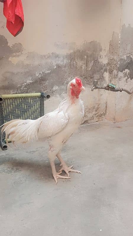 Paper white Heera Aseel 3