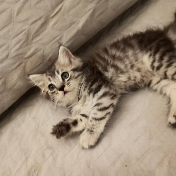 kitten 0