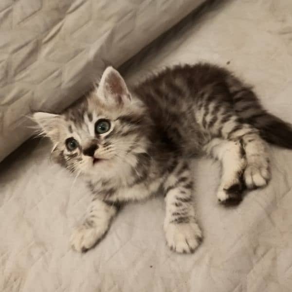 kitten 1