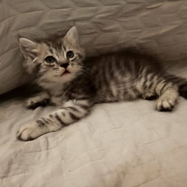 kitten 2