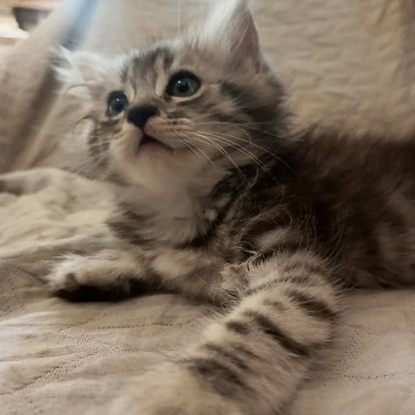 kitten 4