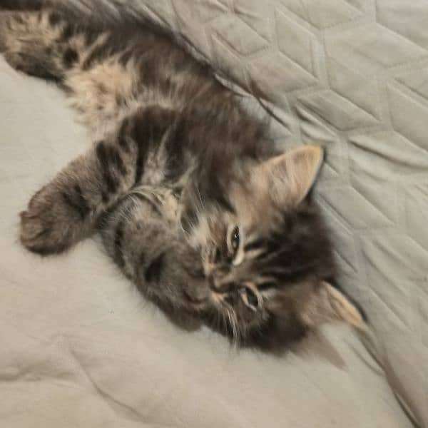kitten 5