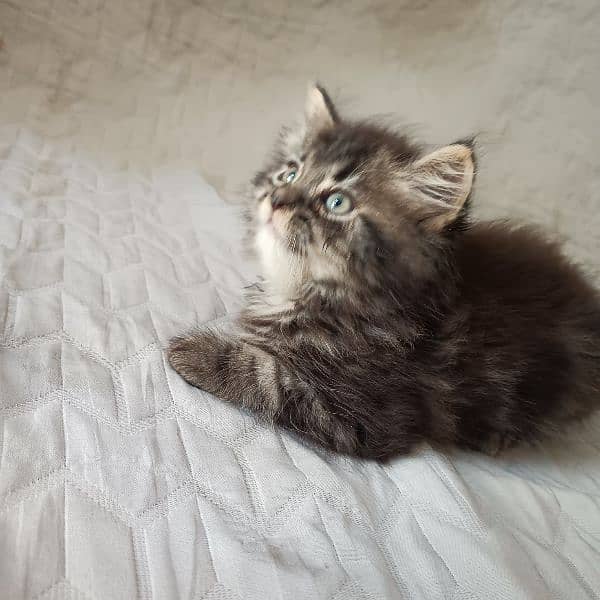 kitten 7