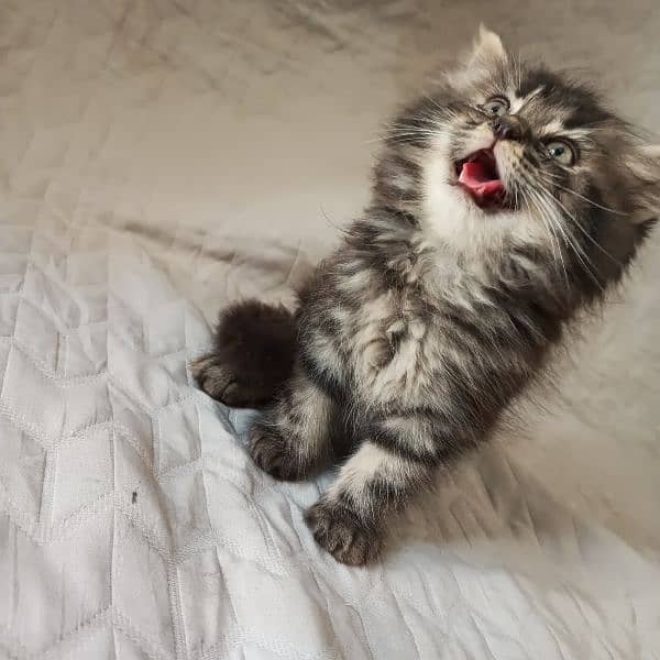 kitten 8
