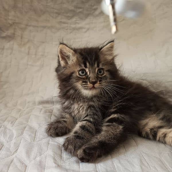 kitten 9