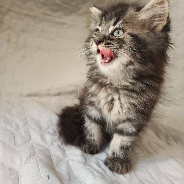 kitten 10