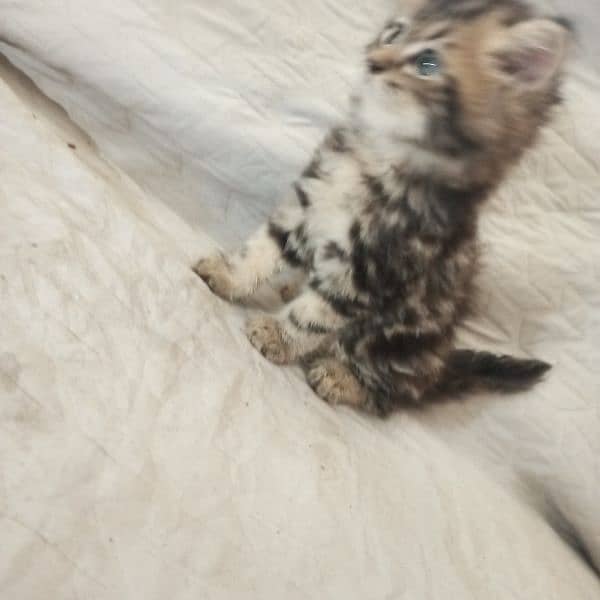 kitten 11