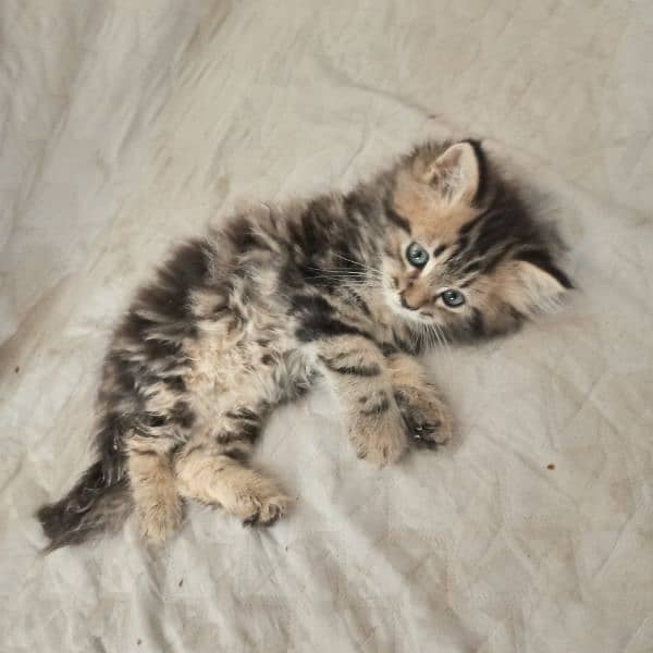 kitten 12
