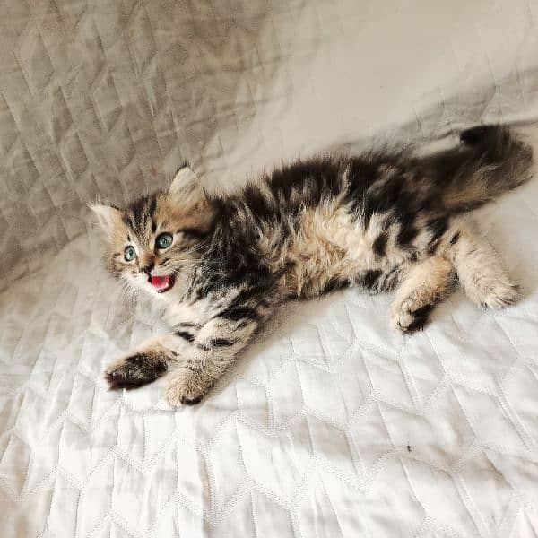 kitten 13